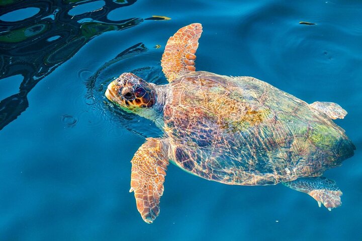 Zakynthos Halve dagtour en cruise Turtle Island en Keri Caves
