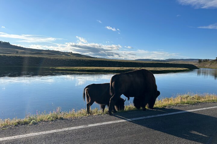 Guidet Yellowstone tur fra Big Sky og West Yellowstone