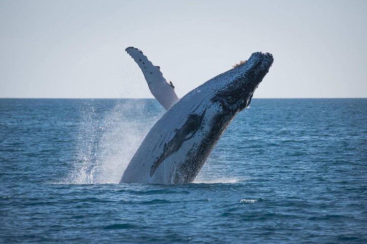 Hervey Bay : Halve dag walvissen spotten met beste prijs-kwaliteitverhouding