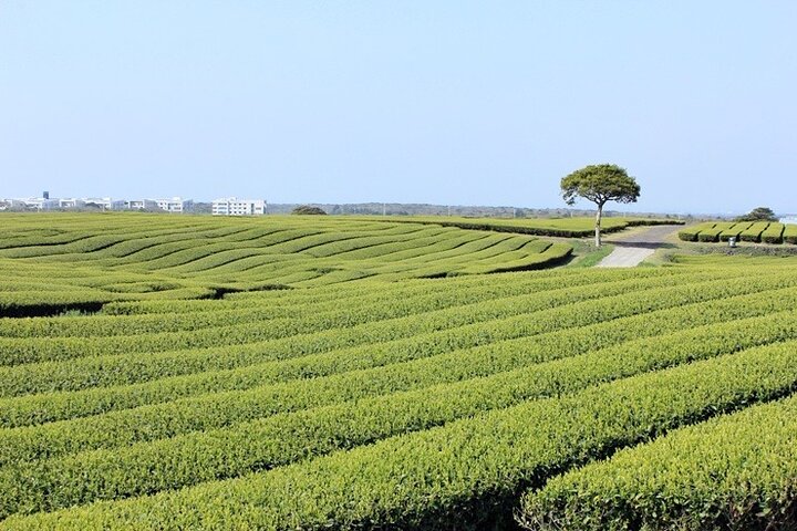 Excursão de dia inteiro ao sul de Jeju pela UNESCO com Mt.Halla