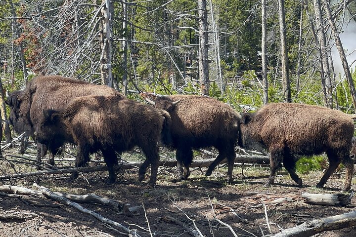 Tour privato di un'intera giornata a Yellowstone partendo da Jackson Hole