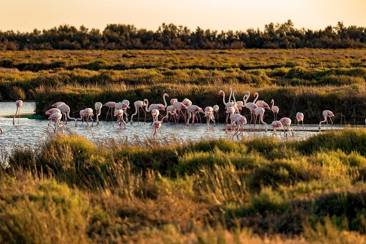 Kleine groep halve dag Camargue en Aigues Mortes tour