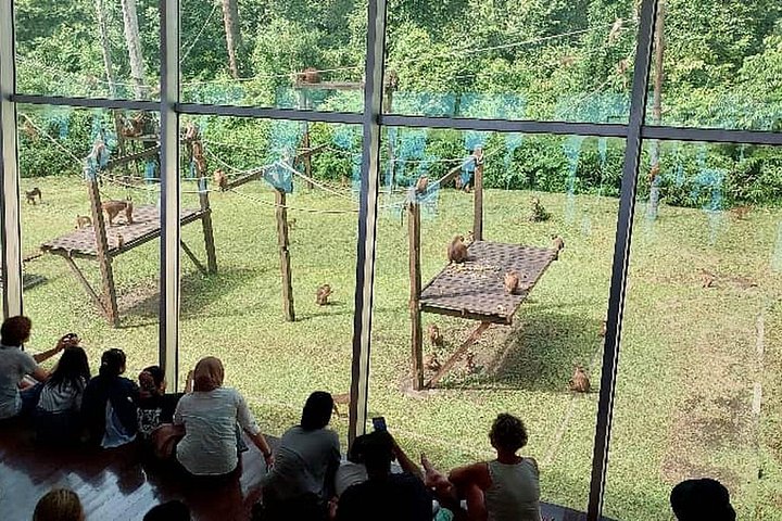 Sepilok Orangutang , SunBear, Proboscisapa från Sandakan City