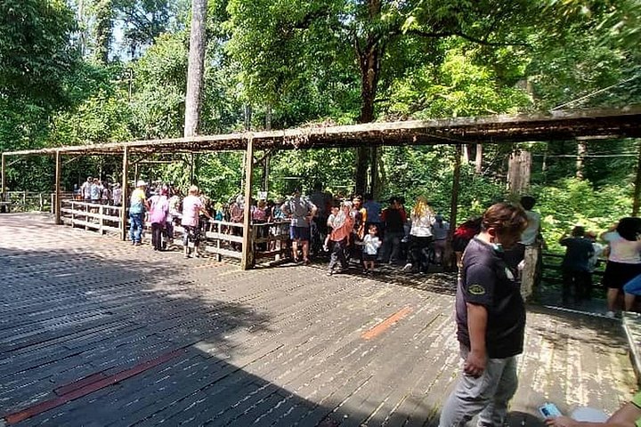 Sepilok Orangutang , SunBear, Proboscisapa från Sandakan City