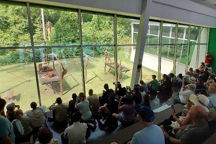 Sepilok Orangutang , SunBear, Proboscisapa från Sandakan City