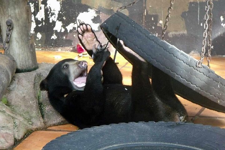 Sepilok Orangutang , SunBear, Proboscisapa från Sandakan City