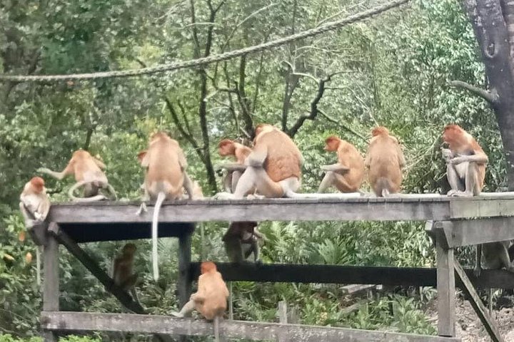 Sepilok Orangutang , SunBear, Proboscisapa från Sandakan City