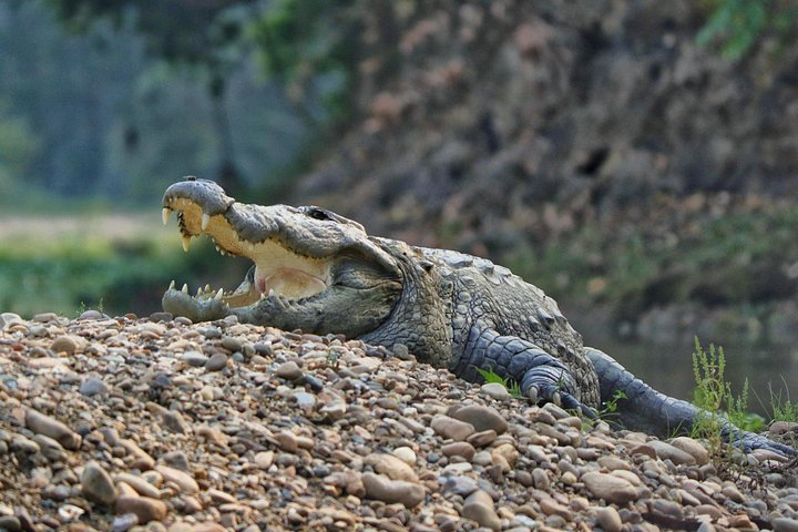 Tagessafari (Teilen) im Chitwan-Nationalpark