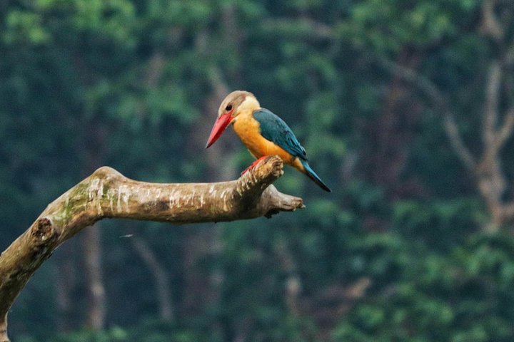 Tagessafari (Teilen) im Chitwan-Nationalpark