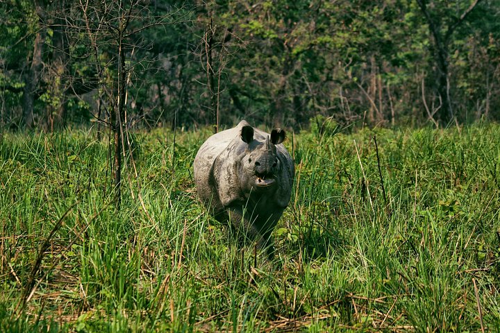 Tagessafari (Teilen) im Chitwan-Nationalpark