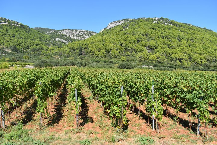 Vino de Korcula y visitas turísticas Vistas Catas e historias