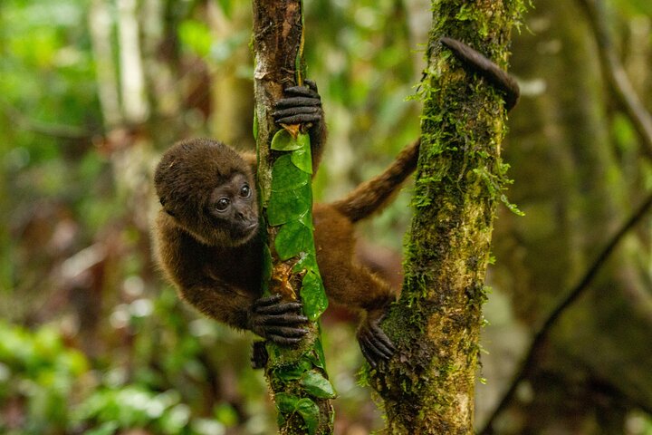 Aventura en la selva de 3 días desde / hacia Tena - Región amazónica de Napo