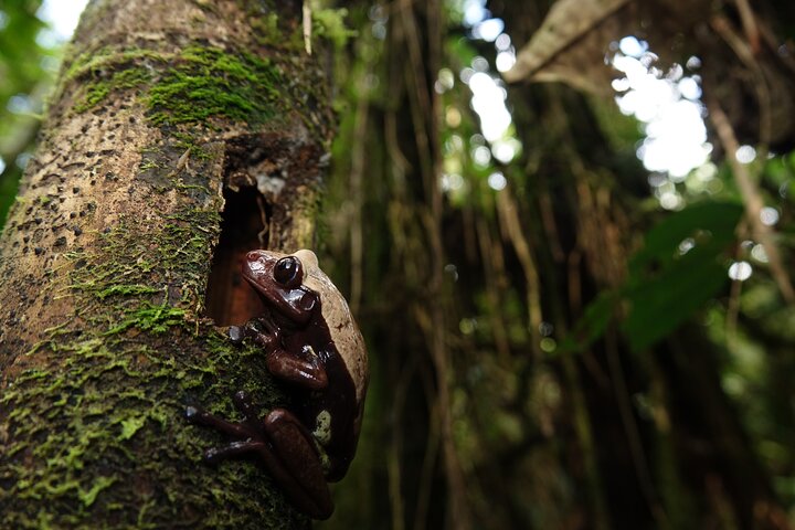 Aventura en la selva de 3 días desde / hacia Tena - Región amazónica de Napo