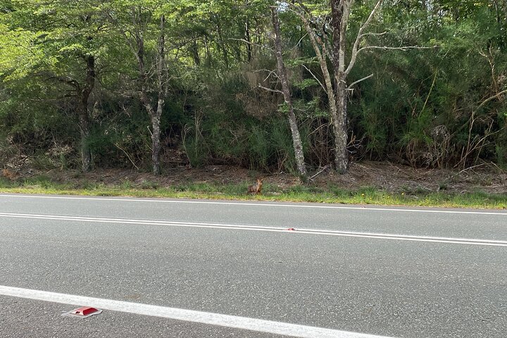 Escursione privata a terra del vulcano Osorno e delle cascate di Petrohué