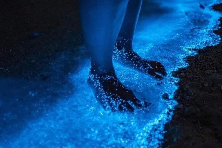 Visite bioluminescente à Punta Cocos Holbox
