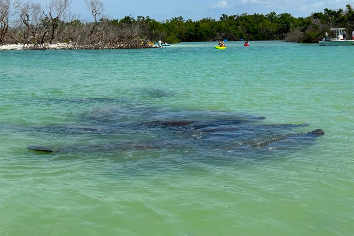 Bonita Springs Eco Kayak tur – beste utstyr, premium og klare kajakker