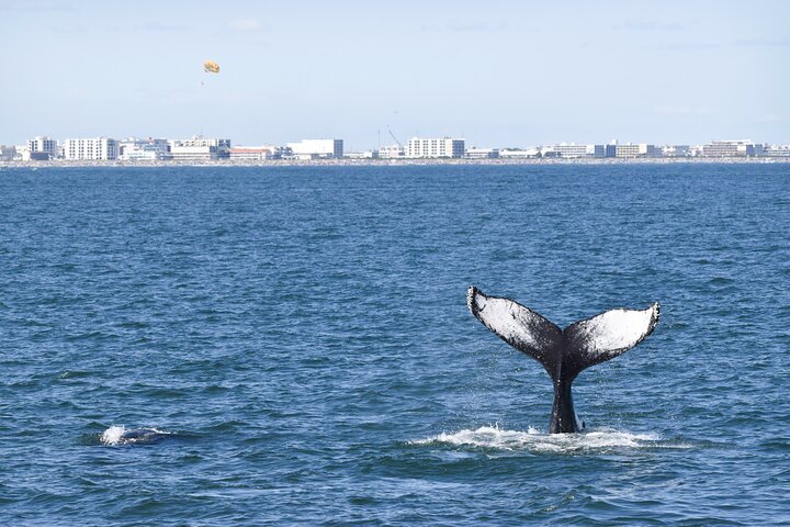 Ecotourcruise om walvissen, dolfijnen en vogels te spotten
