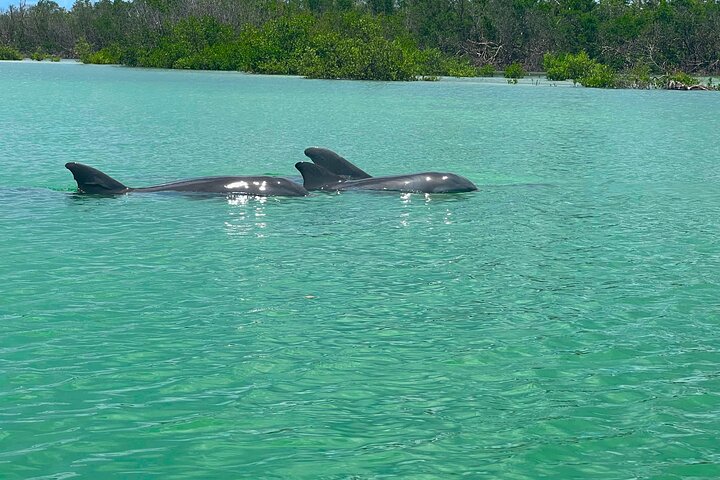 Bonita Springs Eco Kayak tur – beste utstyr, premium og klare kajakker