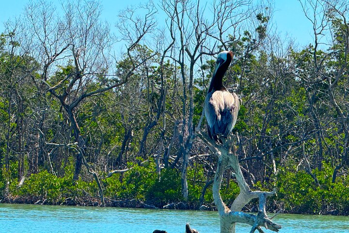 Bonita Springs Eco Kayak tur – beste utstyr, premium og klare kajakker