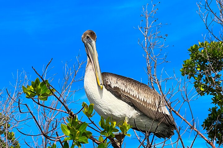 Bonita Springs Eco Kayak tur – beste utstyr, premium og klare kajakker