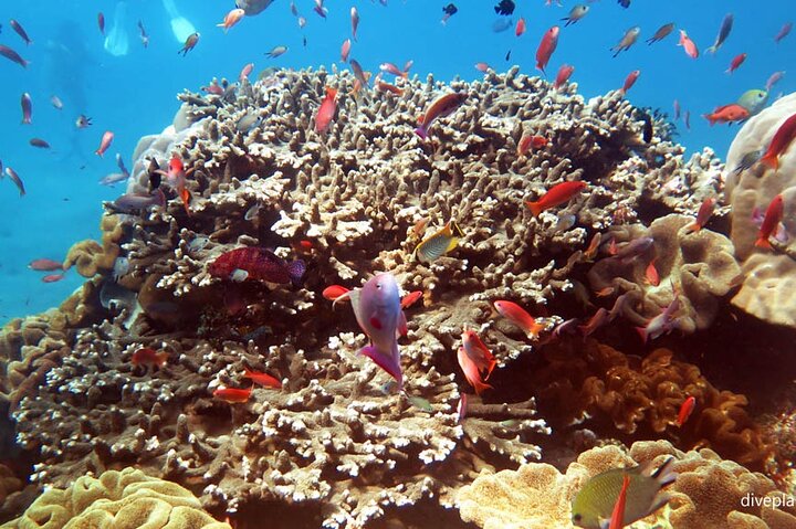Privat dagstur till Nusa Penida med snorkling och Kelingking Beach