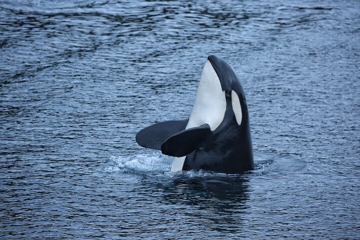 Sitka Walbeobachtung & Wildtier | Am meistgebuchte Tour in Sitka