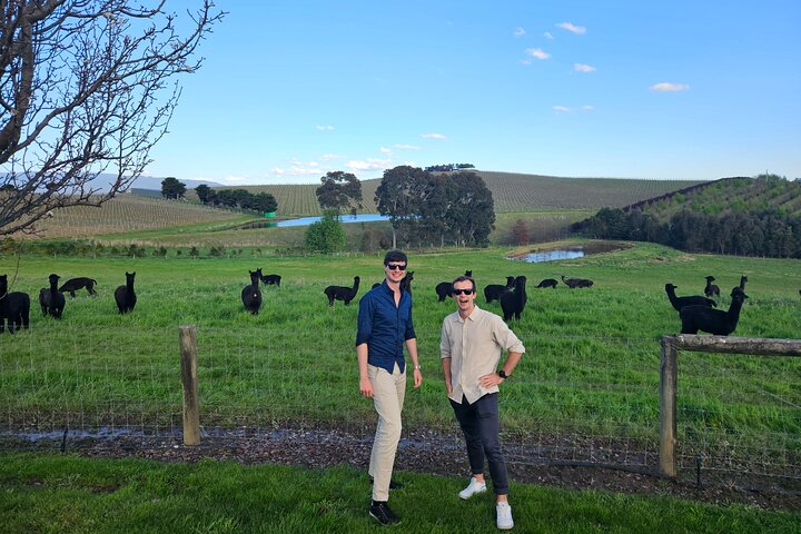 Melbourne: Tour del vino, del gin, del whisky e del cioccolato della valle di Yarra