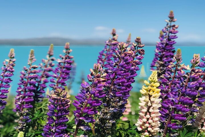 Mt Cook till Christchurch envägs liten grupptur via Lake Tekapo