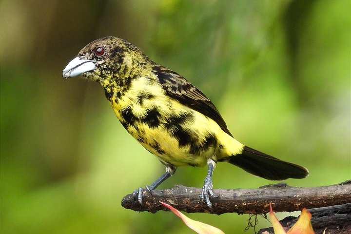 Private Mindo Cloud Forest Experience