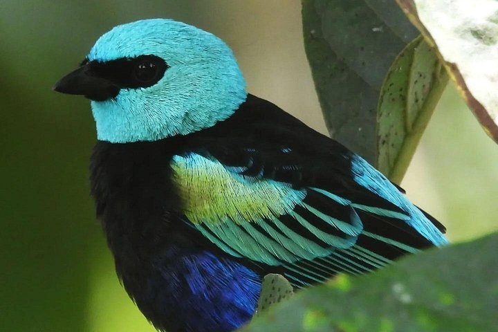 Private Mindo Cloud Forest Experience