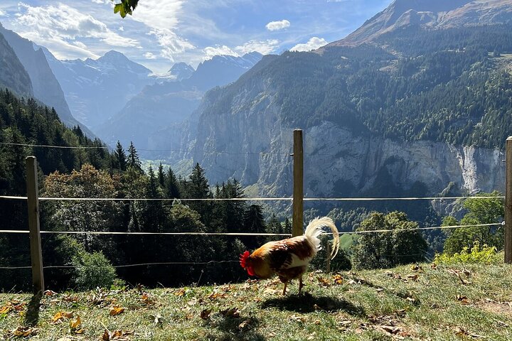 Gemakkelijke plattelandstocht in de Zwitserse Alpen - kindvriendelijk