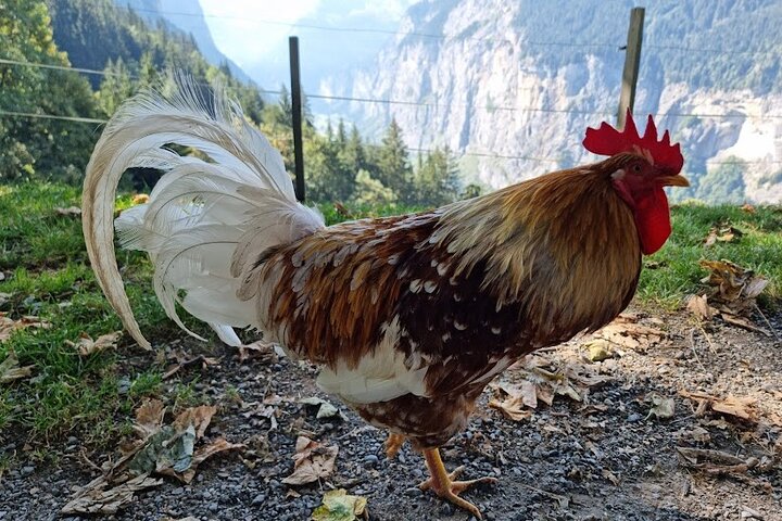 Gemakkelijke plattelandstocht in de Zwitserse Alpen - kindvriendelijk