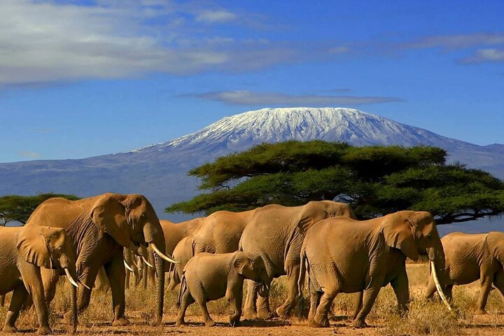 Hluhluwe Imfolozi Big 5 Game Reserve tur fra Durban