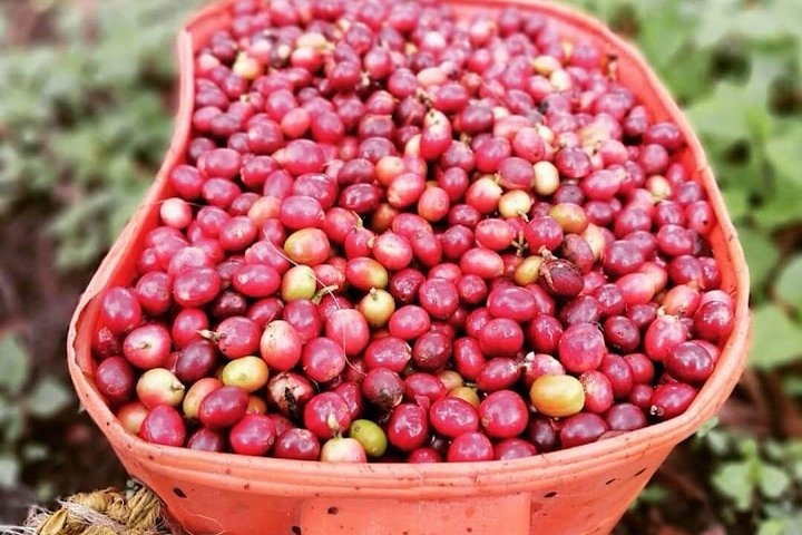 Tour Privado por Salento Valle del Cocora y finca cafetera