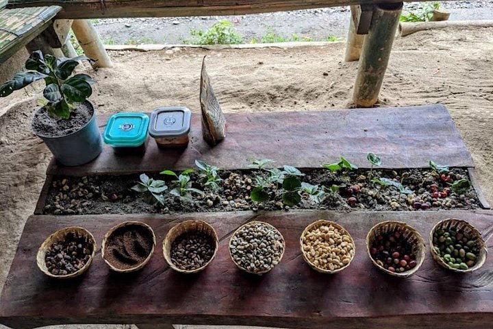 Tour Privado por Salento Valle del Cocora y finca cafetera