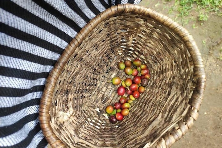 Tour Privado por Salento Valle del Cocora y finca cafetera