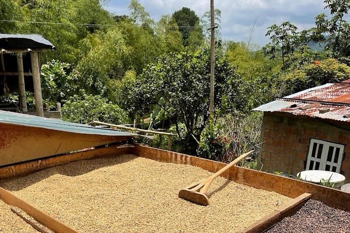 Tour Privado por Salento Valle del Cocora y finca cafetera