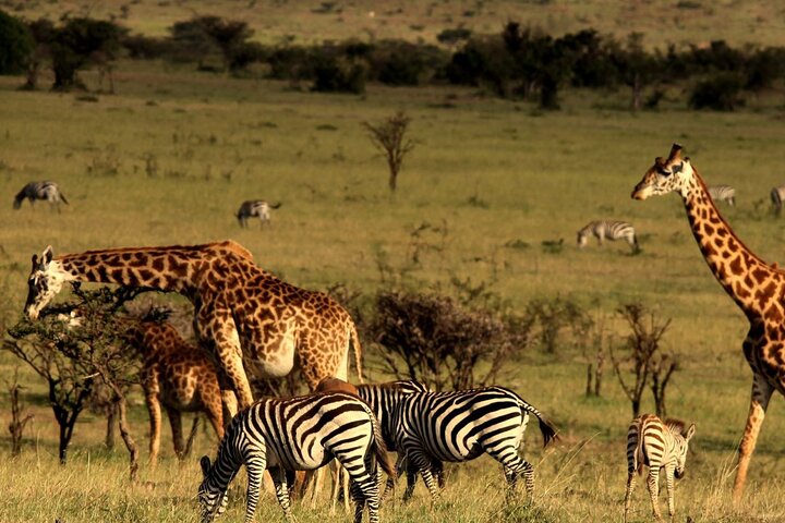 Tala Game Reserve og Natal Park Halvdagstur fra Durban