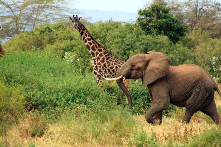 Safari privato di 3 giorni sulla Garden Route da Città del Capo