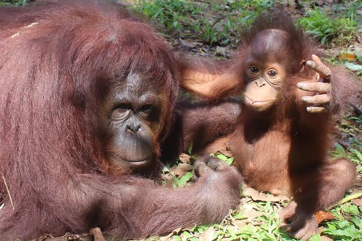 Tour privado por la ciudad de Bukit Merah Orang Utan y Penang