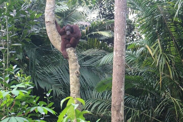 Tour privado por la ciudad de Bukit Merah Orang Utan y Penang