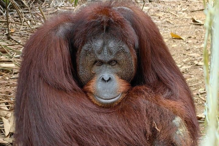 Tour privado por la ciudad de Bukit Merah Orang Utan y Penang