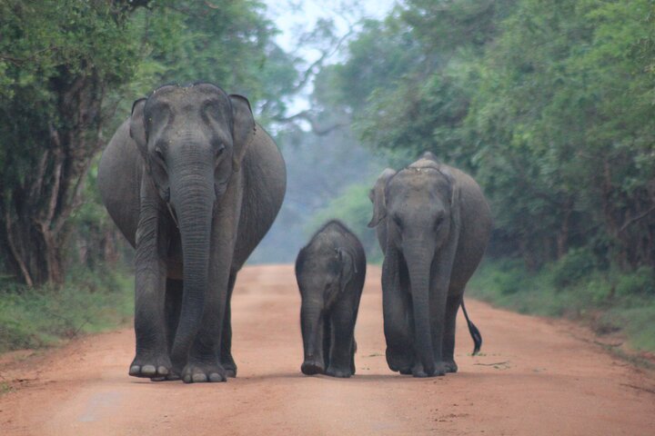 Vanuit Ella: Shuttle naar Tangalle/Mirissa/Galle met Yala Safari Tour