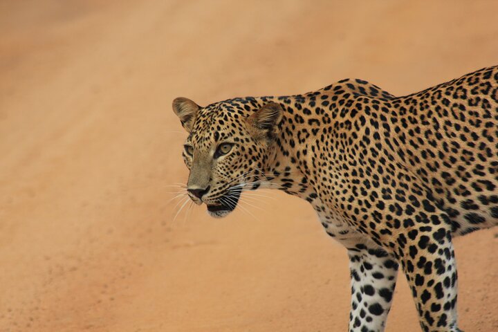 Vanuit Ella: Shuttle naar Tangalle/Mirissa/Galle met Yala Safari Tour