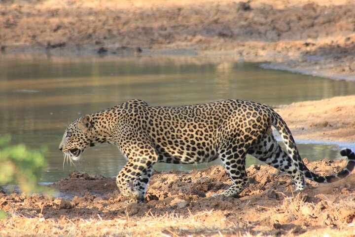 Vanuit Ella: Shuttle naar Tangalle/Mirissa/Galle met Yala Safari Tour