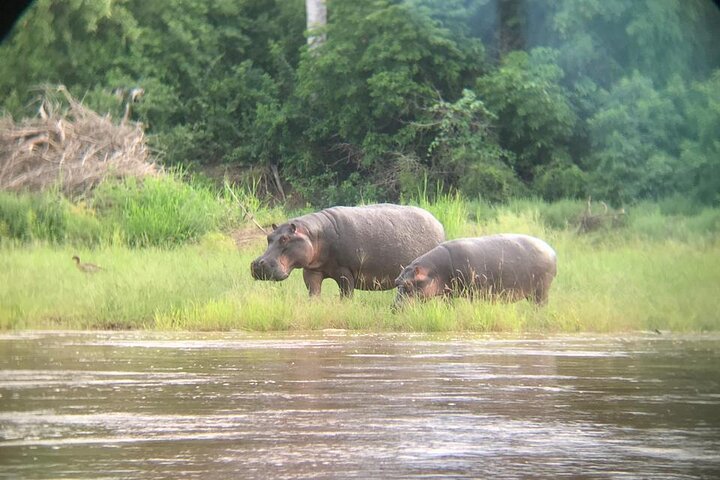 3 dager Selous (Nyerere nasjonalpark) Safari fra Zanzibar og tilbake