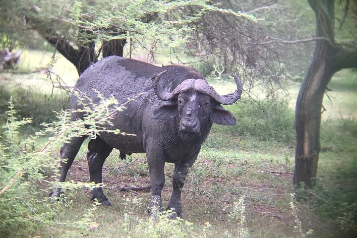 3 dager Selous (Nyerere nasjonalpark) Safari fra Zanzibar og tilbake