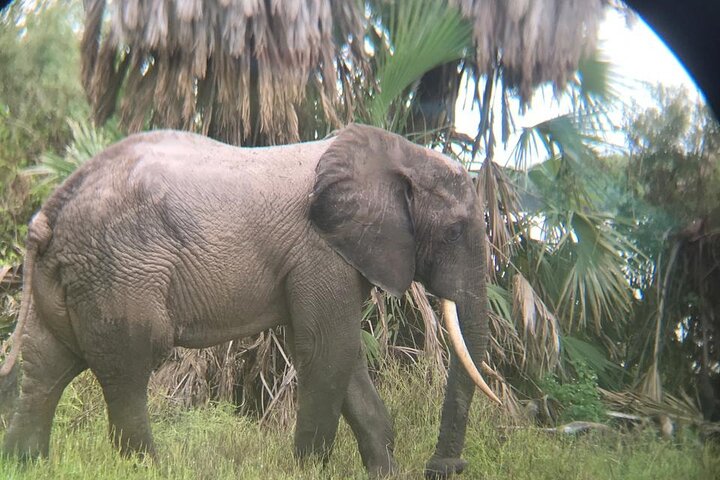 3 dager Selous (Nyerere nasjonalpark) Safari fra Zanzibar og tilbake