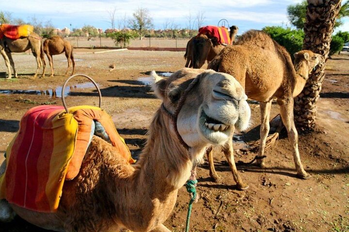 Marrakech au départ de Casablanca avec Calèche et Balade à dos de chameau