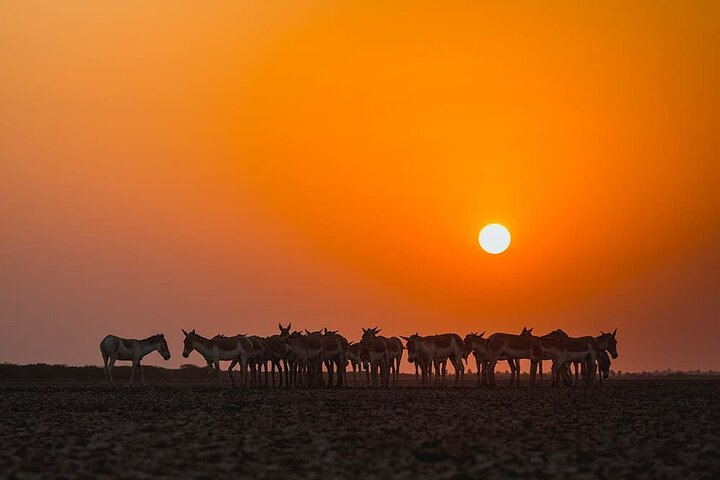 Bhuj, Rann de Kutch e praia de Mandvi: o passeio de arte, artesanato e natureza